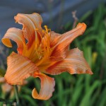 DSC_0419