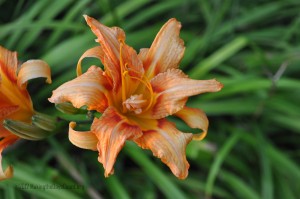 DSC_0421