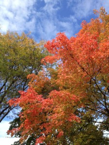 fall_2012_1