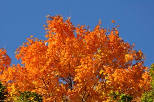 fall_2012_10