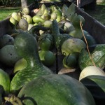 fall_2012_11