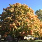 fall_2012_2