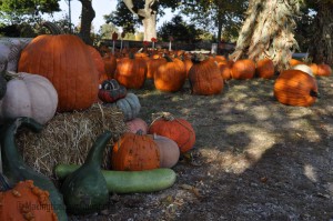 fall_2012_4