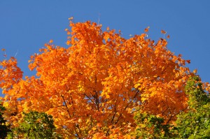 fall_2012_6