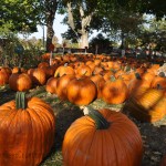fall_2012_8