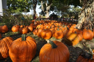 fall_2012_8