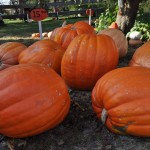 fall_2012_9