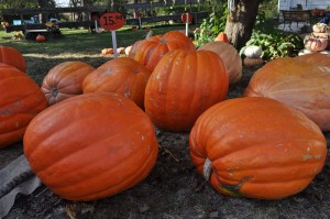 fall_2012_9