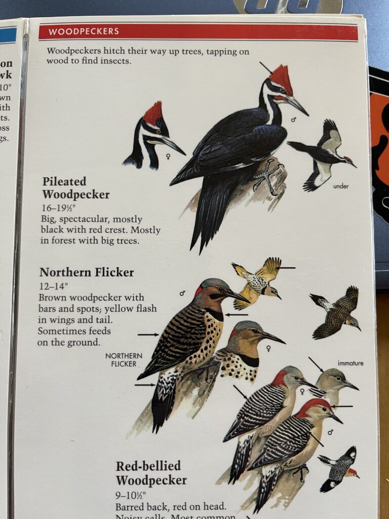 W^2 – bird of the year | Making the Days Count